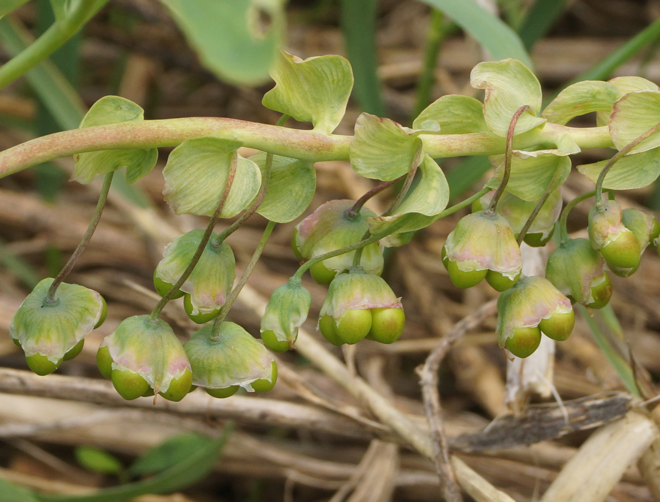 Изображение особи Gymnospermium altaicum.