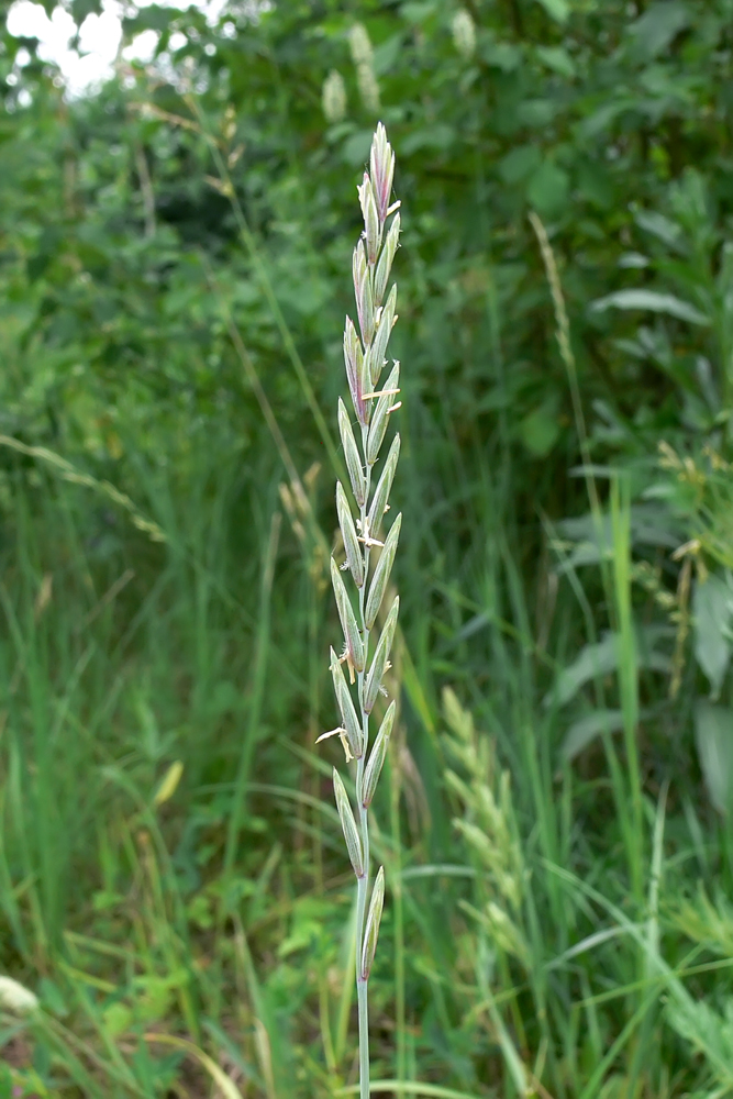 Изображение особи Elytrigia repens.