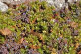 Arctostaphylos uva-ursi