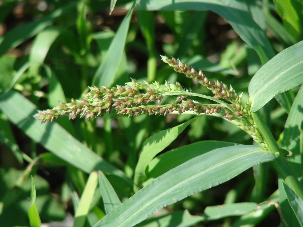 Изображение особи Echinochloa crus-galli.