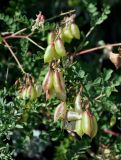 Astragalus membranaceus. Верхушки побегов с плодами. Приморье, Тернейский р-н, бухта Русская, прибрежный склон. 25.08.2015.