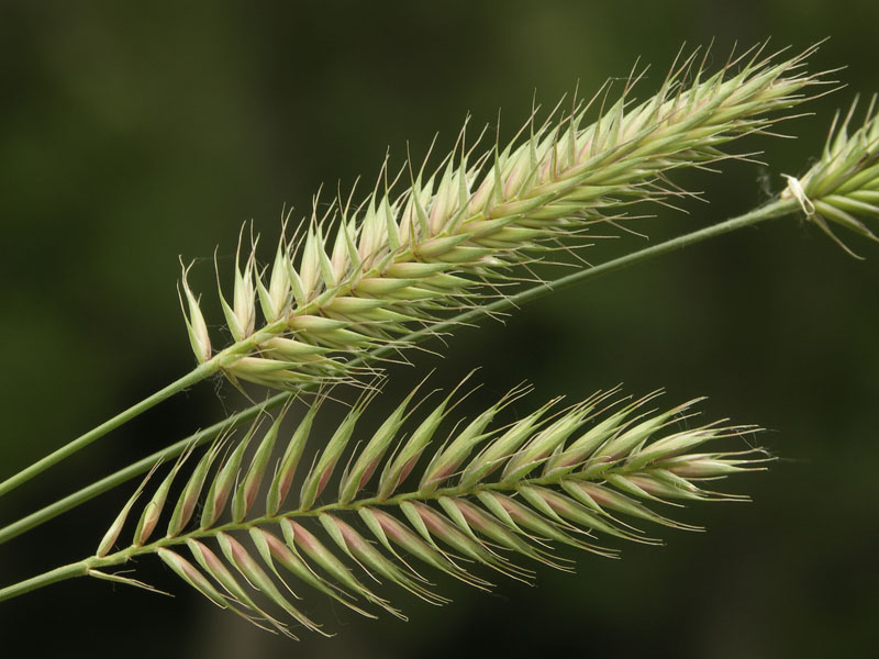 Изображение особи Agropyron pectinatum.