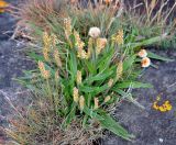 Plantago maritima