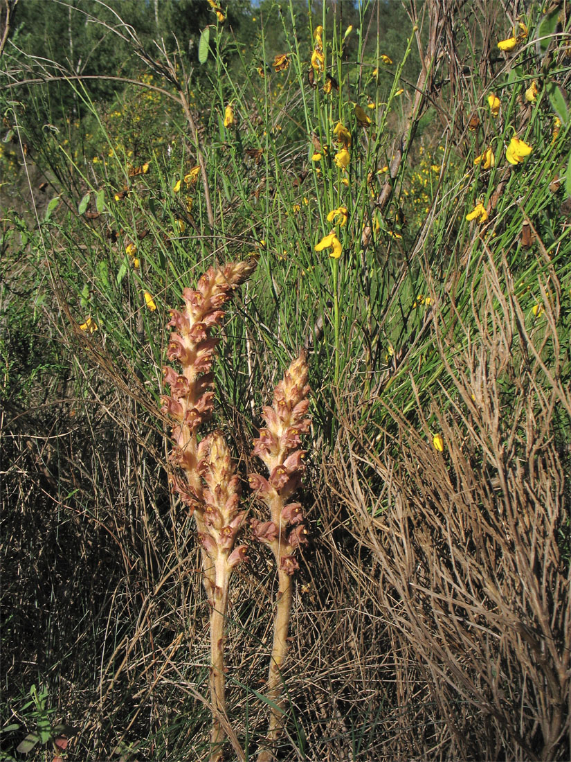 Изображение особи Orobanche rapum-genistae.