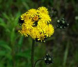 genus Pilosella