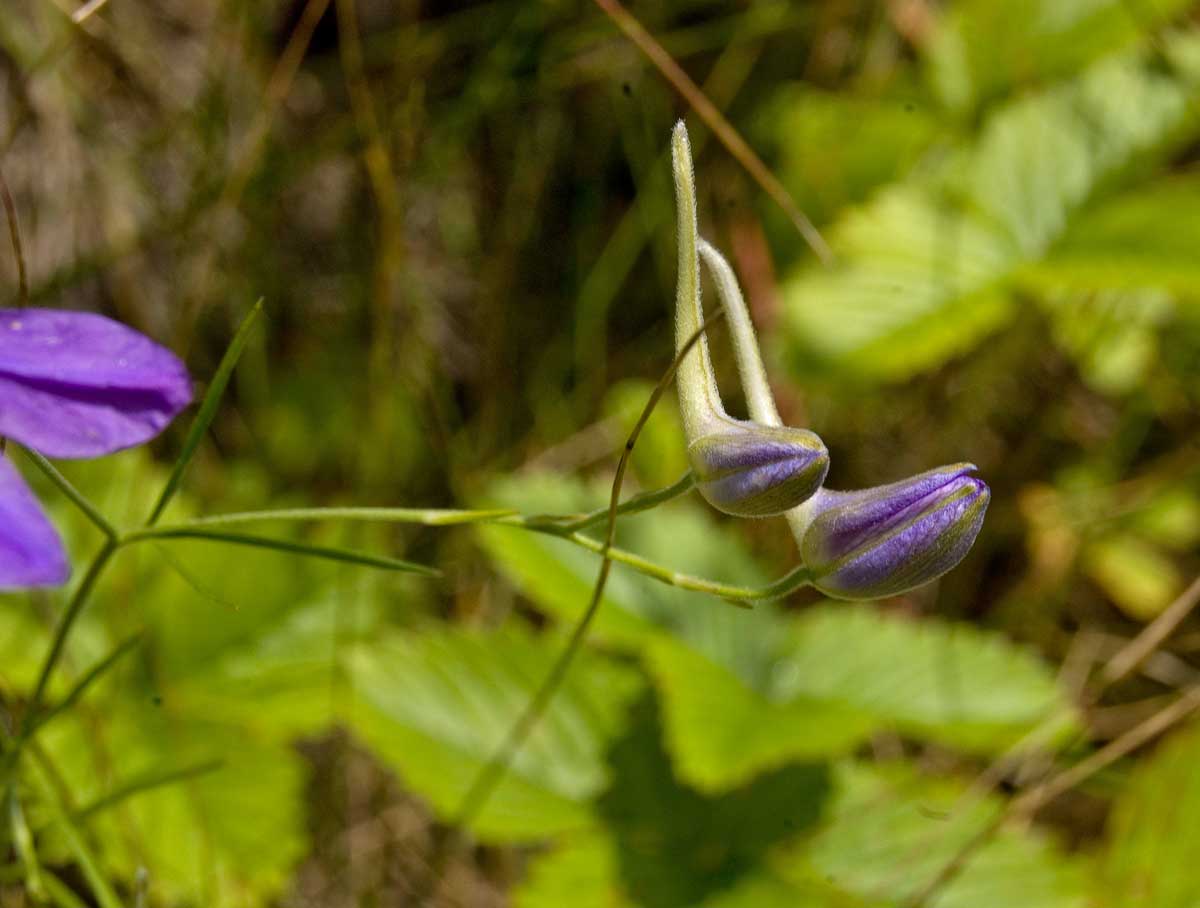 Изображение особи Delphinium consolida.