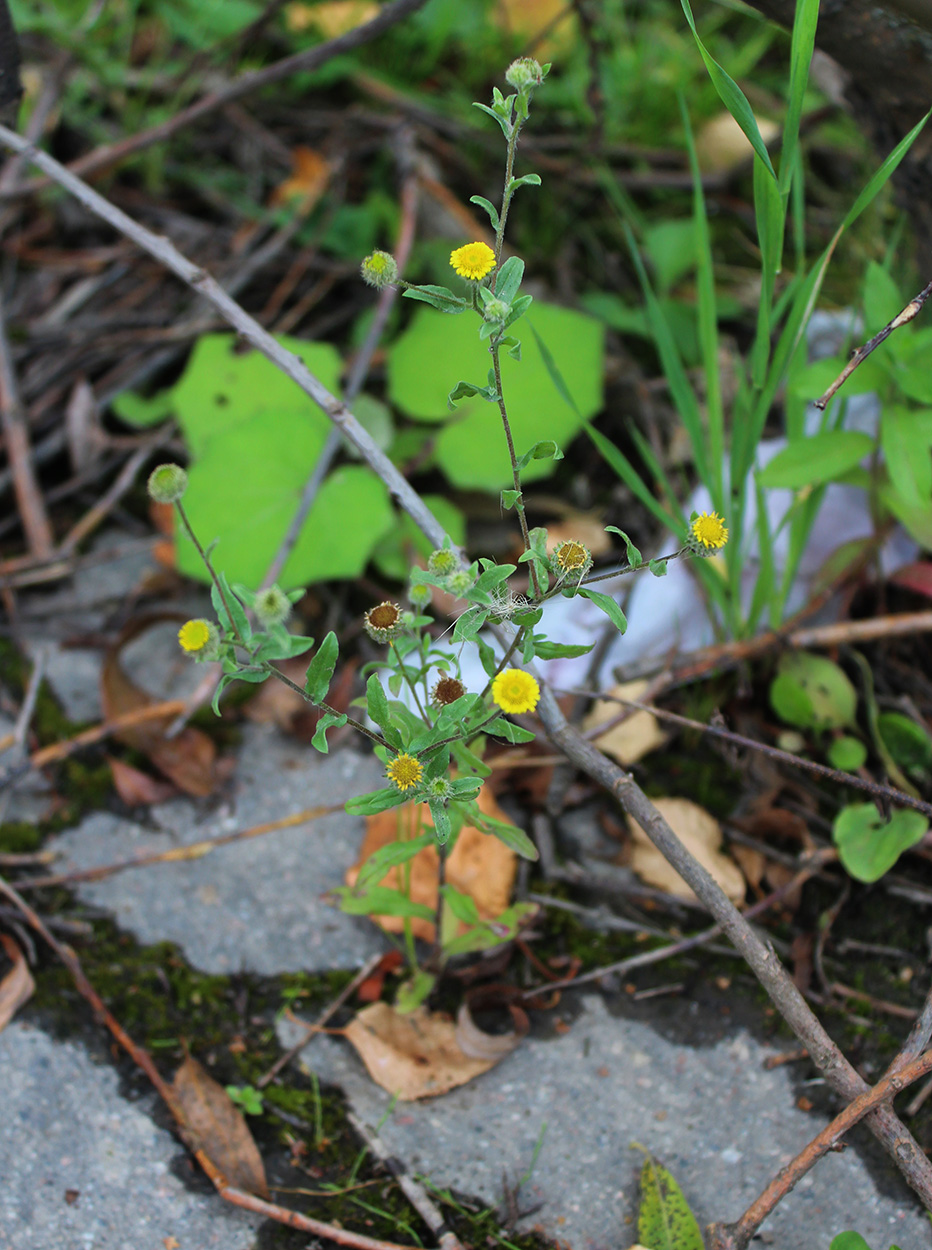 Изображение особи Pulicaria vulgaris.