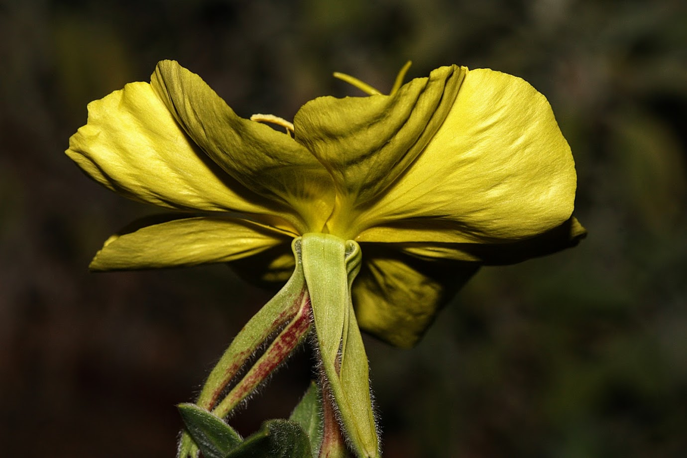 Изображение особи Oenothera drummondii.