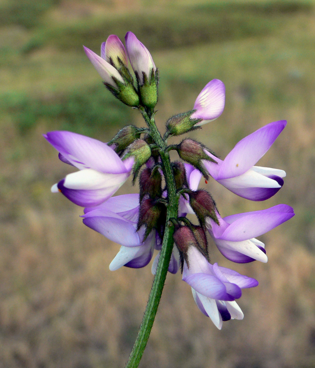 Изображение особи Astragalus alpinus.