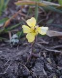 семейство Brassicaceae. Цветущее растение. Грузия, край Самцхе-Джавахети, Аспиндзский муниципалитет, вост. подножие горы Патара-Абули, ≈ 2100 м н.у.м. 17.10.2018.