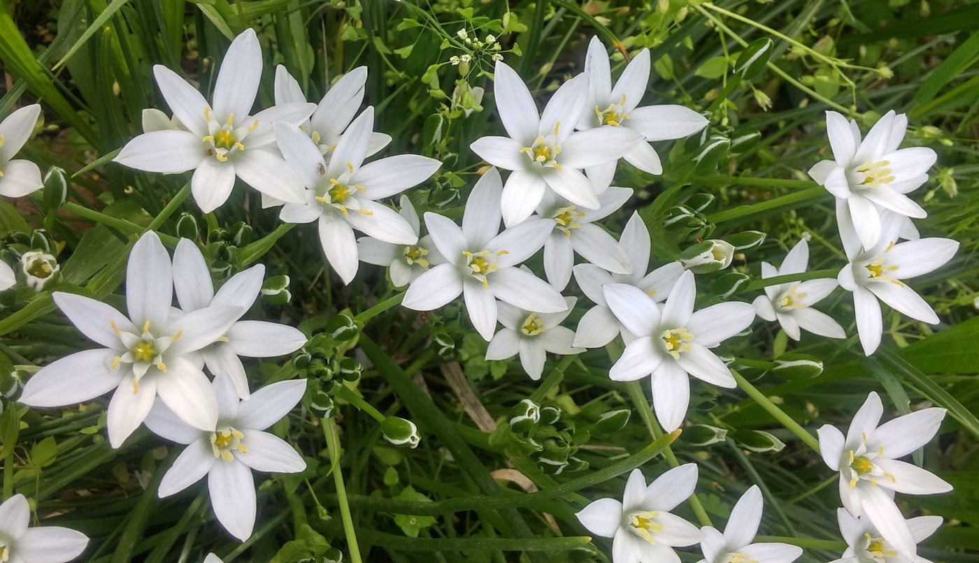 Image of Ornithogalum kochii specimen.