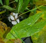 Sagittaria sagittifolia