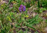 Oxytropis strobilacea. Цветущее растение. Алтай, Улаганский р-н, Улаганский перевал, озеро Киделю, ≈ 2000 м н.у.м., опушка хвойного леса. 20.06.2019.