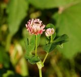 Trifolium hybridum