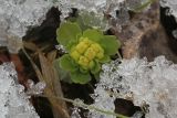 Chrysosplenium pilosum