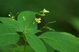 Impatiens parviflora