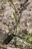 Euphorbia leptocaula. Часть побега. Краснодарский край, м/о г. Новороссийск, южный склон Маркотхского хребта, каменистый склон. 02.05.2021.