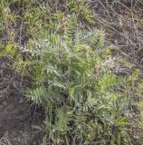 Oxytropis kungurensis