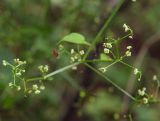 Rubia cordifolia. Часть соцветия. Приморский край, Лазовский р-н, Лазовский заповедник, 1 км Ю кордона Америка. 17.08.2009.