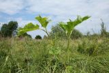 Heracleum sosnowskyi