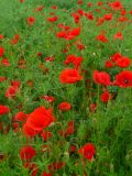 Papaver rhoeas