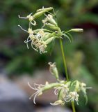 Silene foliosa. Часть соцветия. Приморский край, Лазовский р-н, Лазовский заповедник, окр. кордона Карпадь, берег реки Прямушки. 19.08.2009.