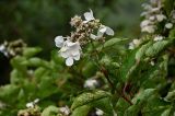 Hydrangea paniculata