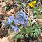 Corydalis turtschaninovii