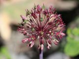 Allium taeniopetalum. Соцветие с цветками и завязавшимися плодами. Узбекистан, Джизакская обл., хр. Нуратау, Нуратинский заповедник, ур. Карысай, подножие скального массива Паррандас, около 1700 м н.у.м., каменисто-мелкоземистый склон, среди кустарников. 28.05.2023.