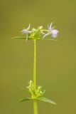 Halenia elliptica