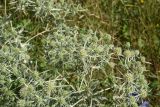 Eryngium campestre. Цветущее растение. Республика Адыгея, западная окраина пос. Каменномостский, окр. скалы Танковый Люк, край луга. 29.07.2023.