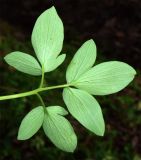 Corydalis marschalliana. Часть листа (вид на абаксиальную поверхность). Узбекистан, г. Ташкент, Ботанический сад им. Ф.Н. Русанова. 23.03.2024.