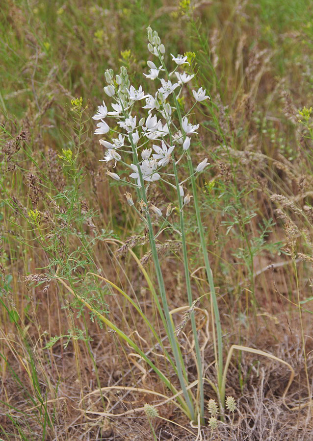 Изображение особи Ornithogalum fischerianum.