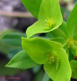 Euphorbia taurinensis