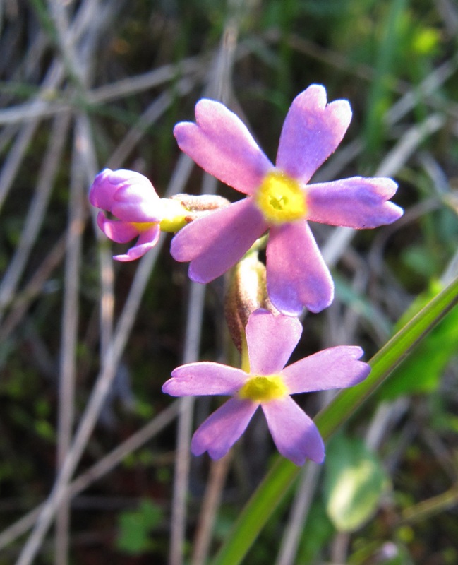 Изображение особи Primula stricta.