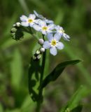 Myosotis nemorosa