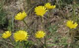 Tanacetum uralense