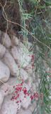 Chenopodium nutans. Часть веточки с плодами. Израиль, г. Беэр-Шева, сорняк в живой изгороди. 18.10.2012.