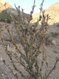 Verbascum speciosum