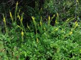 Agrimonia eupatoria subspecies grandis. Заросли цветущих и плодоносящих растений. Крым, предгорья, известняковые холмы в окр. с. Верхнесадовое. 30 июня 2010 г.