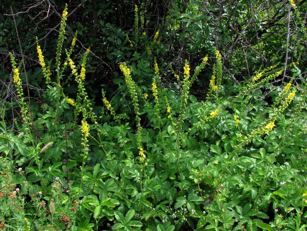 Изображение особи Agrimonia eupatoria ssp. grandis.