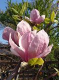 Magnolia × soulangeana. Цветки. Украина, г. Запорожье, Запорожский детский ботанический сад. 27.04.2013.