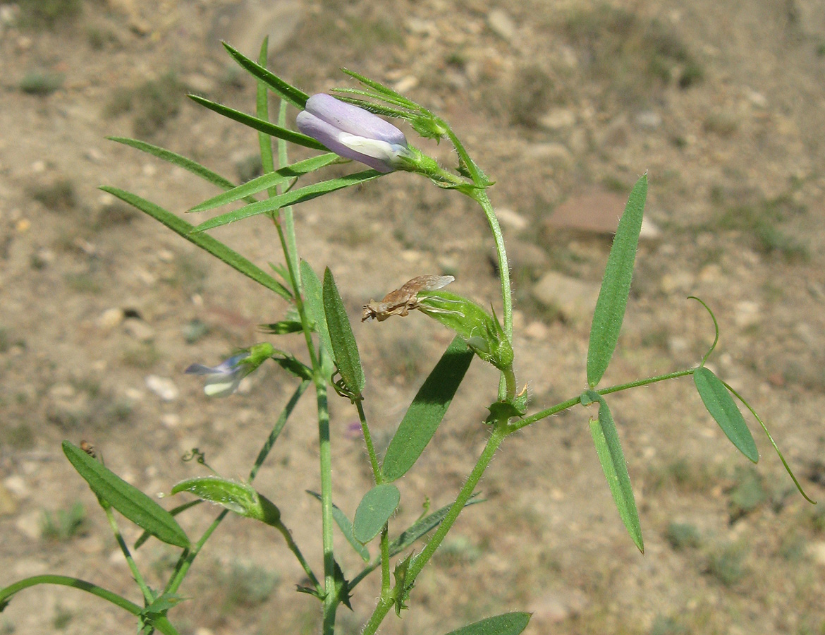 Изображение особи Vicia bithynica.