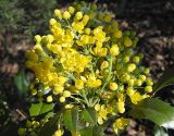 Mahonia aquifolium. Соцветия. Швеция, Уппсала, 6 мая 2009 г.