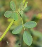 Melilotus officinalis