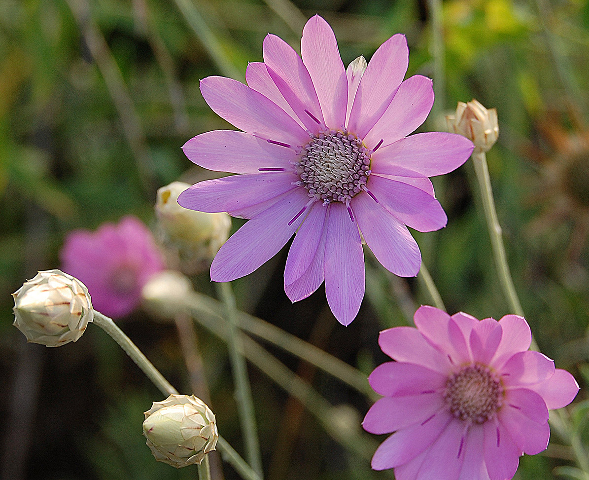 Изображение особи Xeranthemum annuum.