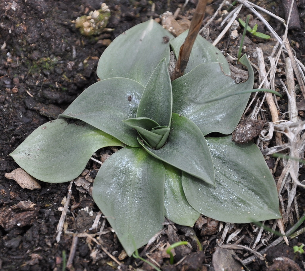 Изображение особи Spiranthes spiralis.