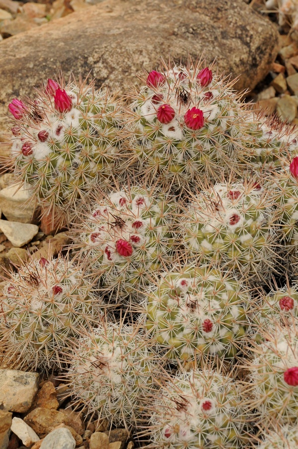 Изображение особи Mammillaria standleyi.