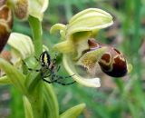 Ophrys umbilicata