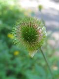 Geum aleppicum